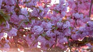 Vancouver Cherry Blossoms