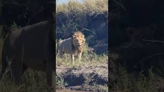 #Wildlife Sightings Today 27/09/22 (Lions, Leopard, etc) | Lalashe Maasai Mara | #shortsafrica