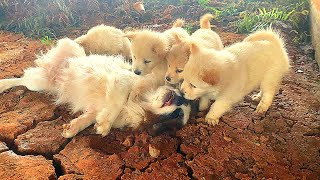 Four puppies beg for help to save their exhausted mother lying on the side of the road