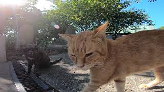 神社でいつも行われる猫の集会に参加してきた