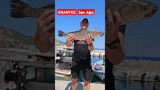 Granyoz Sarı Ağız #fishing #fish #fishingshorts#granyoz#bigfish#seafood#fishing#