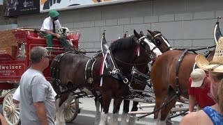 Budweiser Clydesdales in Nashville