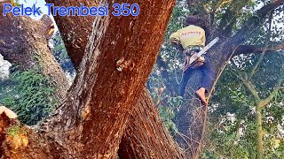 Cưa cây Me tây khổng lồ 2 ngày ở cống bơm / Sawing giant Trembesi tree two days in pump sewer | T804