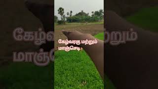 My land Raghi and mango plant/ எங்கள் தோட்டத்து கேழ்வரகு மற்றும் மாஞ்செடி# viral shorts# viral