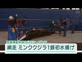 網走　クジラ初水揚げ　商業捕鯨再開から３年目　体長５．４ｍのミンククジラ