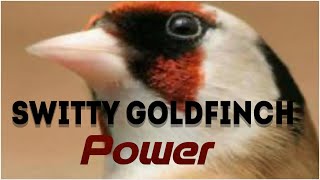 Switty goldfinch power 💥👊