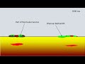 formation of dharwar craton explained