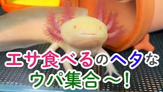 【500人企画】エサを食べるのヘタなウパちゃん集合〜！　/ウーパールーパー・飼育・かわいい・おもしろ・両生類・メキシコサンショウウオ・アホロートル・メキシコサラマンダー・動物