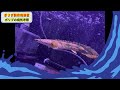 ポリプの病気＆トラブル解決！今更聞けない＆本にも無い解決方法☆