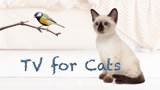 🐾CAT TV | Birds in forest Video for Cats 3 Hours 🦜