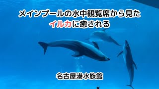 【名古屋港水族館】 メインプールの水中観覧席から見たイルカに癒される / Feeling soothed by watching the dolphins