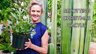 HOUSEPLANT REPOTTING: CHRISTMAS CACTUS/ JoyUsGarden