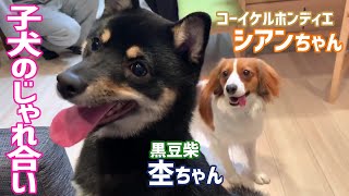 #16 【番外編】子犬同士のじゃれ合いに癒されてください