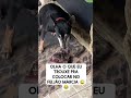 o cachorro trouxe uma língua de boi