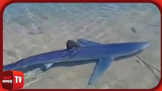 Καρχαρίας εμφανίστηκε στην Γλυφάδα μέσα στην μαρίνα | Pronews TV