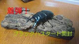 【着弾！】ブラックハスタートノコギリクワガタ開封