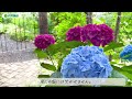 🕊garden tour🕊106 軽井沢の雰囲気の庭をイメージして、森の中に暮らすような感覚で木漏れ日のある癒しの庭