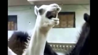 Peter Griffin Camel Tickle vid