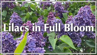 Lilacs in Full Bloom | Red Deer, Alberta, Canada