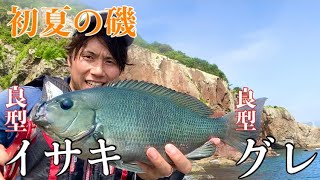 初夏の磯！良型のイサキとグレ！鶴見大島　小間中