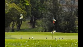 Cockatoo Playing Golf