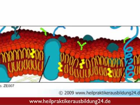 Die Osmose - Ein Stoffaustausch Der Zellen Teil 1 In Der ...