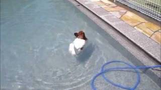 Swimming dogs　2011初泳ぎ LASmama3 papillon