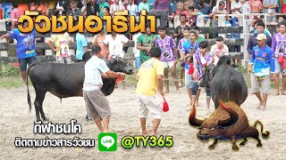 โหนดเจ้าปัญญา (ดารา) vs โหนดงามอัศวิน (ฉลองชัย)