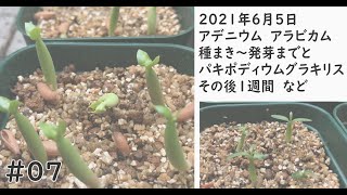 【種まき～発芽編】今回主役はアデニウム アラビカム、成長早いです