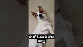 ఫొటో కి మంచి ఫోజు ఇవ్వు #dog #jackrussell #Rocky #funny #video #shorts #ytshorts #cutedog #mustwatch