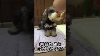 貝貝寵物專業犬舍-小型 雪納瑞 21號