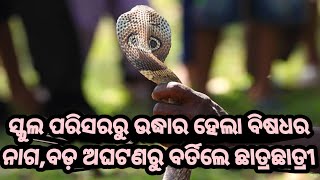 ସ୍କୁଲ ପରିସରରୁ ଉଦ୍ଧାର ହେଲା ୫ଫୁଟ ଲମ୍ବର ବିଷଧର ଗୋଖର ନାଗସାପ,ବଡ଼ ଅଘଟଣରୁ ବର୍ତ୍ତି ଛତ୍ରଚତ୍ରୀ@mozillakhabara