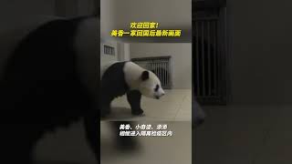 欢迎回家！ 美香一家回国后最新画面，美香一家到成都了🐼🐼🐼 #熊猫 #国宝