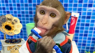 Baby Monkey Bim Bim brush teeth in the bathroom and and takes care of the duckling