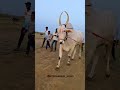 terabandi bulls ಕಮಲದಿನ್ನಿ ಲಕ್ಷ್ಯ 🚩. viralvideo views shortvideo new