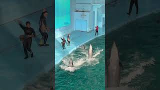 バンドウイルカのテイルウォーク 横浜・八景島シーパラダイス アクアミュージアム水族館 イルカショー ※2024.12.27