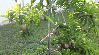 My Sapodilla tree