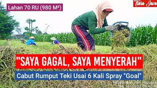 CABUT RUMPUT TEKI USAI 6 KALI SPRAY HERBISIDA 