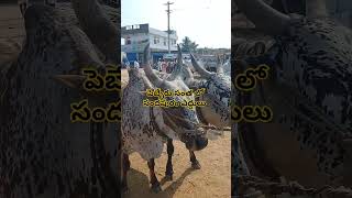 పెబ్బేరు సంత లో సందపురం రైతు ఎద్దులు.pebbair market.pebbairsantha.#manapebbair #cow #oxen #pebbair