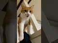 猫好きが悶絶する可愛すぎる鳴き声集。