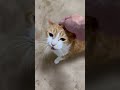 猫好きが悶絶する可愛すぎる鳴き声集。