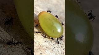 Black Ants Eating Grapes #shorts #nature #trending #viral #fruit