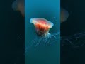 Jellyfish EXPOSED, #shorts #ytshorts