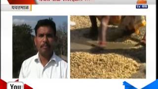 Zee24Taas : Loss Of Heavy Food Grain In Yevatmaal