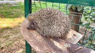 The HEDGEHOG EXPRESS for Hedgehogs Trespassing Our Cat Garden!