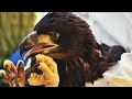 un homme sauve un aigle de la noyade. l’aigle le remercie d’une manière incroyable