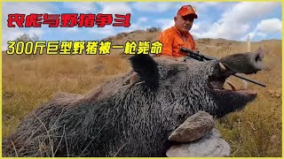 丧彪与野猪争斗，300斤巨型野猪被一枪毙命，大意被野猪来了一击