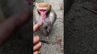 Monkeys #Monkey #baby monkey, #animals #Shorts #BeeLeeMonkeyFans 27