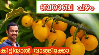 baraba fruit plant malayalam #Lemon Drop Mangosteen Baraba #Baraba fruit #ബറാബ പഴം #Baraba #kl06 far