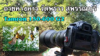 ถ่ายค้างคาววัดพร้าวสุพรรณบุรี [Canon90D/Tamron 150-600 G2]